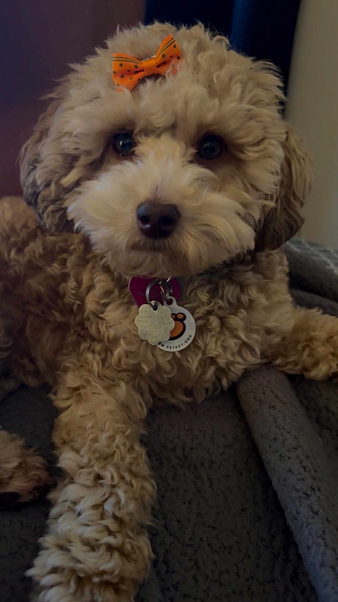 Stormy Shanel is registered to the contest to win money with this photo: dog, pet, curly_fur, bow, orange_bow, tag, collar, brown_fur, cute, animal, indoor, blanket, resting, close_up, portrait, fluffy, companion, domestic_animal, soft_texture, relaxing