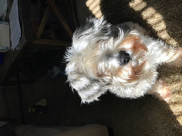 Shiloh is registered to the contest to win money with this photo: canidae, carnivore, companion_dog, dog, dog_breed, glen_of_imaal_terrier, mammal, miniature_schnauzer, morkie, puppy, rare_breed_dog, schnauzer, shih_tzu, small_terrier, sporting_group, sporting_lucas_terrier, terrier, tibetan_terrier, toy_dog, yorkshire_terrier