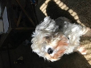 Shiloh is registered to the contest to win money with this photo: bolonka, canidae, carnivore, cavachon, dog, dog_breed, havanese, maltepoo, maltese, mammal, morkie, puppy, rare_breed_dog, schnoodle, small_terrier, sporting_lucas_terrier, terrier, toy_dog, vertebrate, yorkshire_terrier