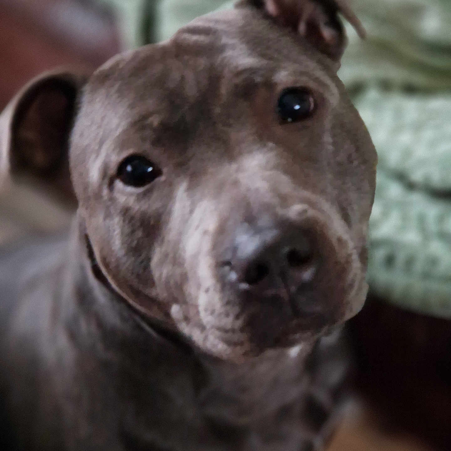 Raven a rejoint le concours — aidez-le/la à gagner de superbes lots ! animal, boxer, bulldog, canine, dog, frenchbulldog, hound, labradorretriever, pet, pitbull, pointer, puppy, snout, terrier