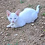 animal, blue_eyes, cat, curious, cute, ears, earth, feline, grass, kitten, lying_down, nature, outdoor, pet, small_animal, soil, tail, whiskers, white_cat, young_cat