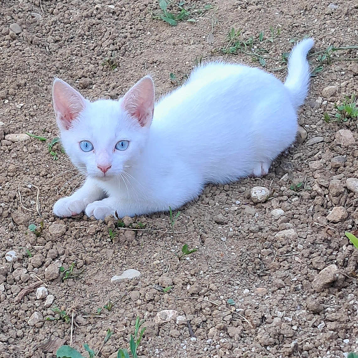 Lovni participe au concours pour gagner de l'argent avec cette photo : animal, blue_eyes, cat, curious, cute, ears, earth, feline, grass, kitten, lying_down, nature, outdoor, pet, small_animal, soil, tail, whiskers, white_cat, young_cat