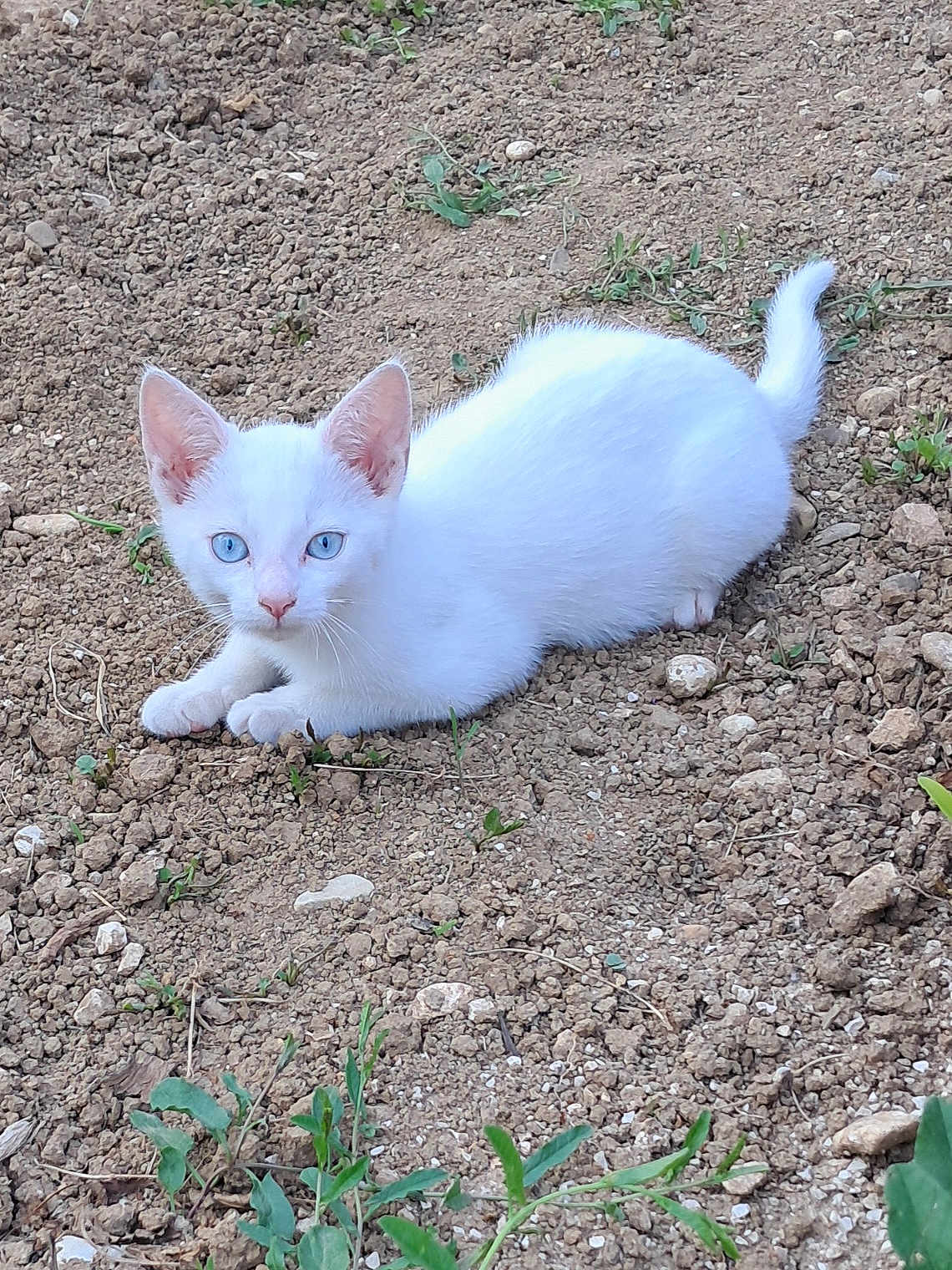 Lovni participe au concours pour gagner de l'argent avec cette photo : animal, blue_eyes, cat, curious, cute, ears, earth, feline, grass, kitten, lying_down, nature, outdoor, pet, small_animal, soil, tail, whiskers, white_cat, young_cat