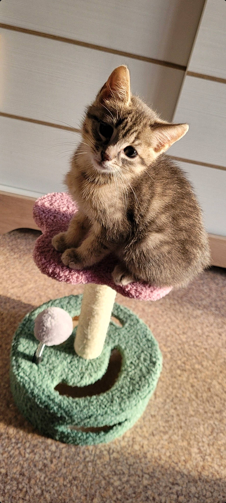 Twix participe au concours pour gagner de l'argent avec cette photo : carnivore, cat, cat_supply, cat_toy, claw, domestic_short_haired_cat, drinkware, fawn, felidae, flooring, foot, fur, paw, pet_supply, serveware, small_to_medium_sized_cats, snout, tableware, tail, whiskers