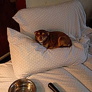 Mia is registered to the contest to win money with this photo: dog, brown_dog, pillow, blanket, bed, water_bowl, indoor, wooden_door, wall, pet, small_dog, resting, curious, cozy, fabric, patterned, metal_bowl, household_item, domestic, furniture