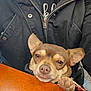 Mia is registered to the contest to win money with this photo: dog, small_dog, paw, table, wood, jacket, zipper, person, resting, cute, pet, brown_dog, indoor, closeup, face, expression, animal, cozy, fur, companion