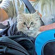 Atticus joined the competition — help win amazing prizes! kitten, cat, fluffy, pet, animal, closeup, face, blue, carrier, fabric, person, arm, casual, indoor, cozy, curious, young, domestic, transport, soft