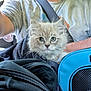 kitten, cat, fluffy, pet, animal, closeup, face, blue, carrier, fabric, person, arm, casual, indoor, cozy, curious, young, domestic, transport, soft