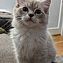 Atticus joined the competition — help win amazing prizes! cat, kitten, fluffy, indoor, pet, curious, sitting, closeup, whiskers, soft_fur, cute, young, domestic_animal, animal, feline, paws, eyes, nose, ears, couch