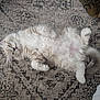 Atticus joined the competition — help win amazing prizes! kitten, cat, fluffy, lying_down, relaxed, paws, fur, pet, indoor, carpet, patterned_rug, animal, cute, domestic_cat, resting, sleepy, whiskers, tail, small, feline