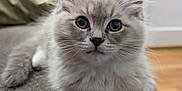 Atticus is registered to the contest to win money with this photo: kitten, cat, fluffy, close_up, indoor, pet, animal, whiskers, furry, cute, curious, young, soft, domestic_cat, portrait, eyes, paws, relaxed, home, feline