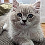 kitten, cat, fluffy, close_up, indoor, pet, animal, whiskers, furry, cute, curious, young, soft, domestic_cat, portrait, eyes, paws, relaxed, home, feline