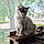 Atticus