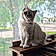 Atticus
