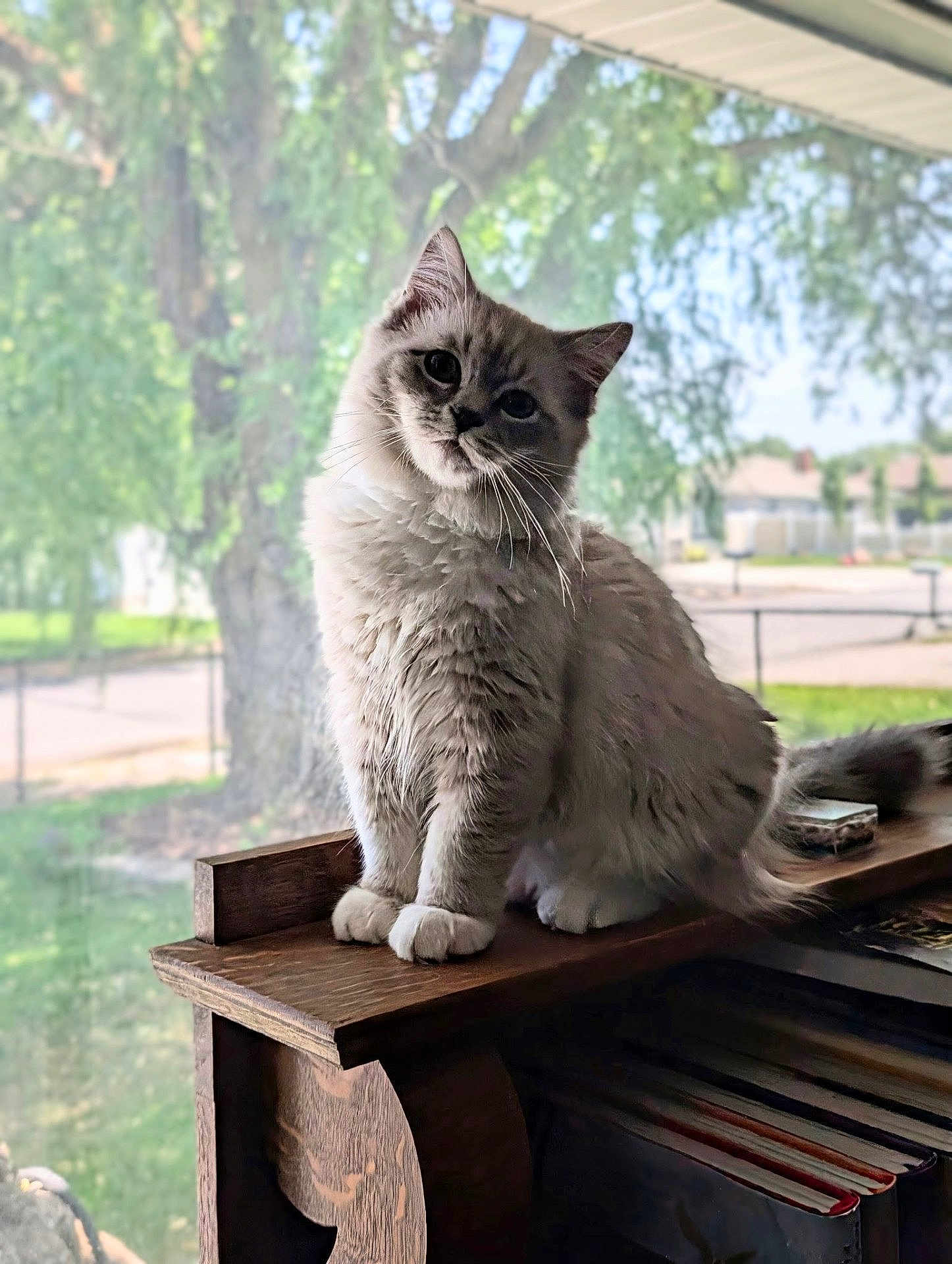 Atticus joined the competition — help win amazing prizes! cat, fluffy, indoor, window, wooden_shelf, books, curious, tilted_head, pet, domestic, feline, natural_light, cozy, greenery, blurred_background, house, tail, whiskers, paws, sitting