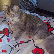 Pistachio is registered to the contest to win money with this photo: animal, bell, blanket, cat, collar, cozy, cute, domestic, fan, feline, floor, fur, gray_cat, hello_kitty, indoor, light, pet, resting, sitting, window