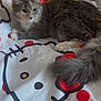 animal, bed, blanket, cable, cat, collar, cute, domestic, fan, feline, fluffy_tail, fur, gray_cat, hello_kitty, indoor, pet, polka_dots, relaxed, resting, whiskers