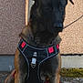 Thalya a rejoint le concours — aidez-le/la à gagner de superbes lots ! dog, canine, pet, animal, harness, black, brown, sitting, outdoor, wall, leash, fur, ears, alert, ground, concrete, texture, side_view, muzzle, collar