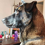 Thalya participe au concours pour gagner de l'argent avec cette photo : dog, canine, pet, indoor, profile, fur, chain_collar, brown, black, table, blurred_background, natural_light, domestic, close_up, side_view, animal, companion, household, looking, portrait