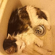 Nynie a rejoint le concours — aidez-le/la à gagner de superbes lots ! cat, sink, drain, feline, fur, resting, sleeping, indoor, pet, cozy, curled_up, white, brown, black, animal, domestic, closeup, relaxed, contoured, quiet