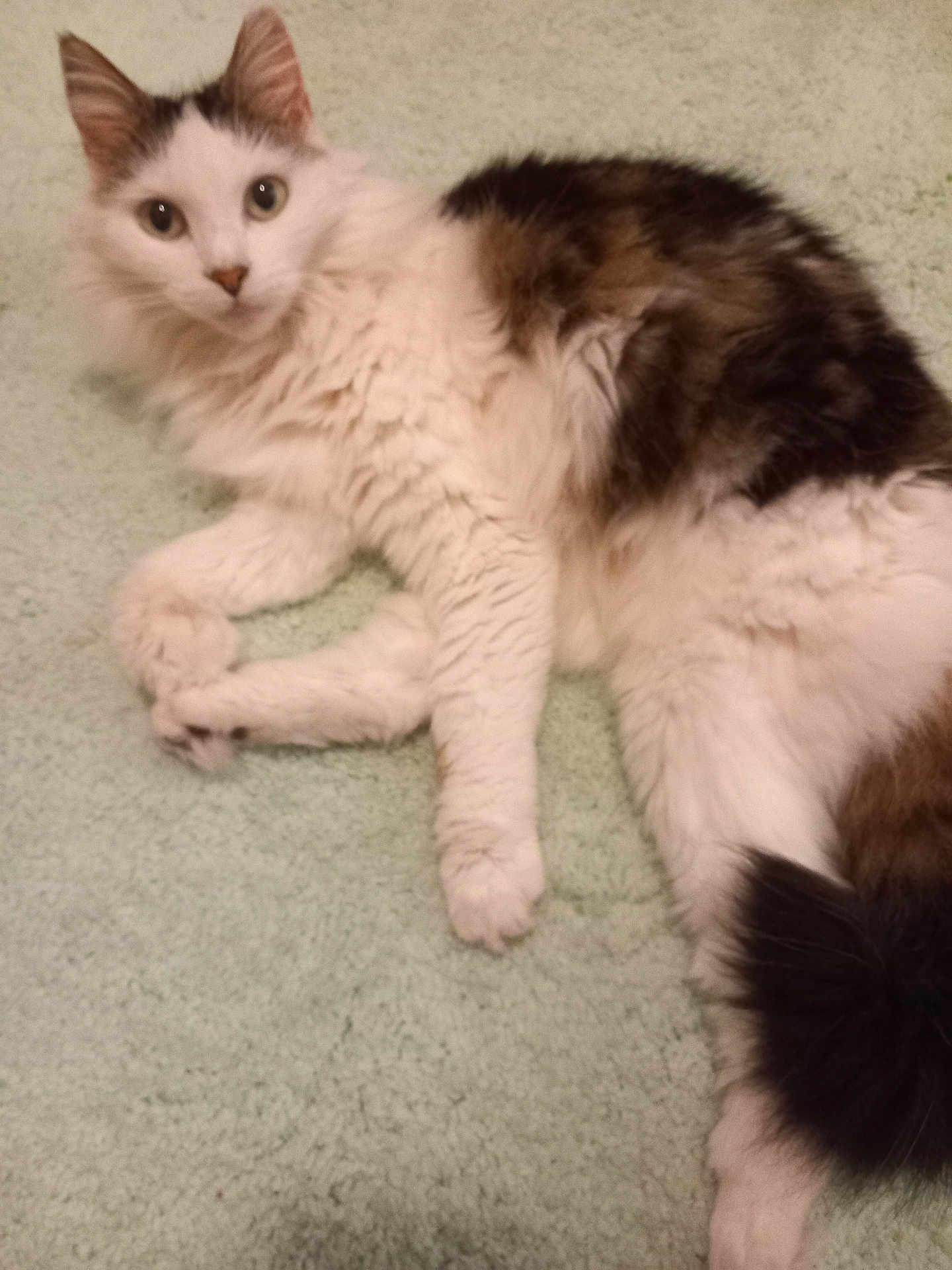 Nynie