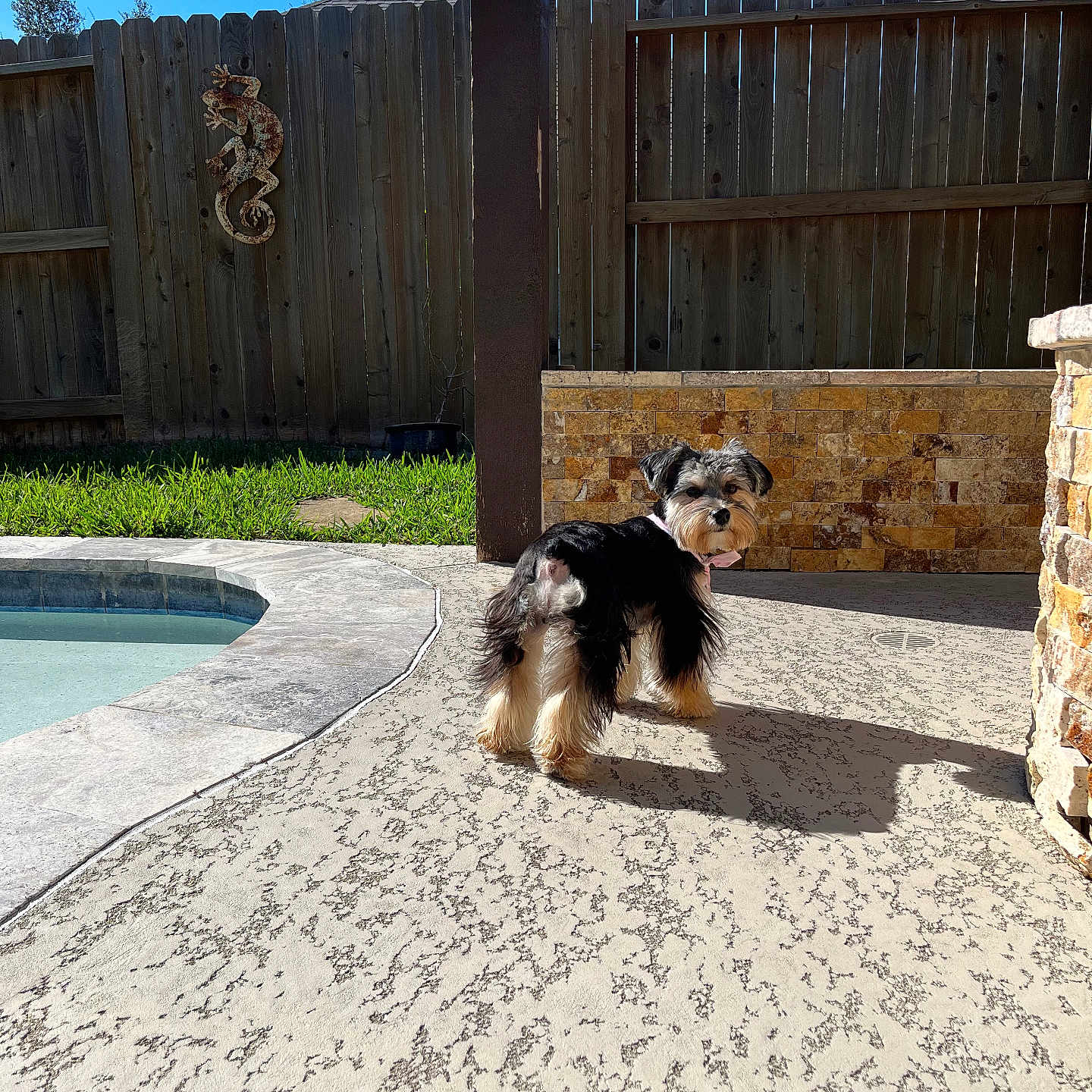 Kirbie joined the competition — help win amazing prizes! animal, architecture, backyard, canine, dog, flagstone, nature, outdoors, path, pet, pool, puppy, slate, summer, swimmingpool, terrier, walkway, water, wood, yard