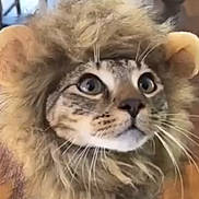 Ginger joined the competition — help win amazing prizes! cat, costume, lion_mane, pet, animal, fur, whiskers, close_up, indoor, cute, domestic_cat, wide_eyes, portrait, mammal, feline, playful, funny, adorable, looking_up, house_pet