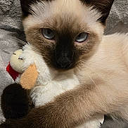 Miso is registered to the contest to win money with this photo: cat, siamese_cat, blue_eyes, stuffed_toy, plush, pet, animal, feline, cute, soft_texture, gray_blanket, indoor, close_up, whiskers, paw, fur, relaxed, cuddle, toy, companion