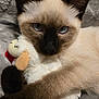 cat, siamese_cat, blue_eyes, stuffed_toy, plush, pet, animal, feline, cute, soft_texture, gray_blanket, indoor, close_up, whiskers, paw, fur, relaxed, cuddle, toy, companion