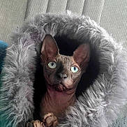 Ukko participe au concours pour gagner de l'argent avec cette photo : animal, cat, close_up, cozy, curious, cute, ears, eyes, feline, fur_hood, hairless_cat, indoor, looking_up, pet, portrait, sitting, soft_texture, sphynx_cat, warm, wrinkled_skin