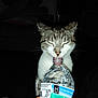 cat, water_bottle, drinking, pet, whiskers, closeup, flash, indoor, dark_background, couch, tongue, fur, muzzle, bottle_cap, eyes_closed, nighttime, portrait, sitting, human_hand, plastic_bottle