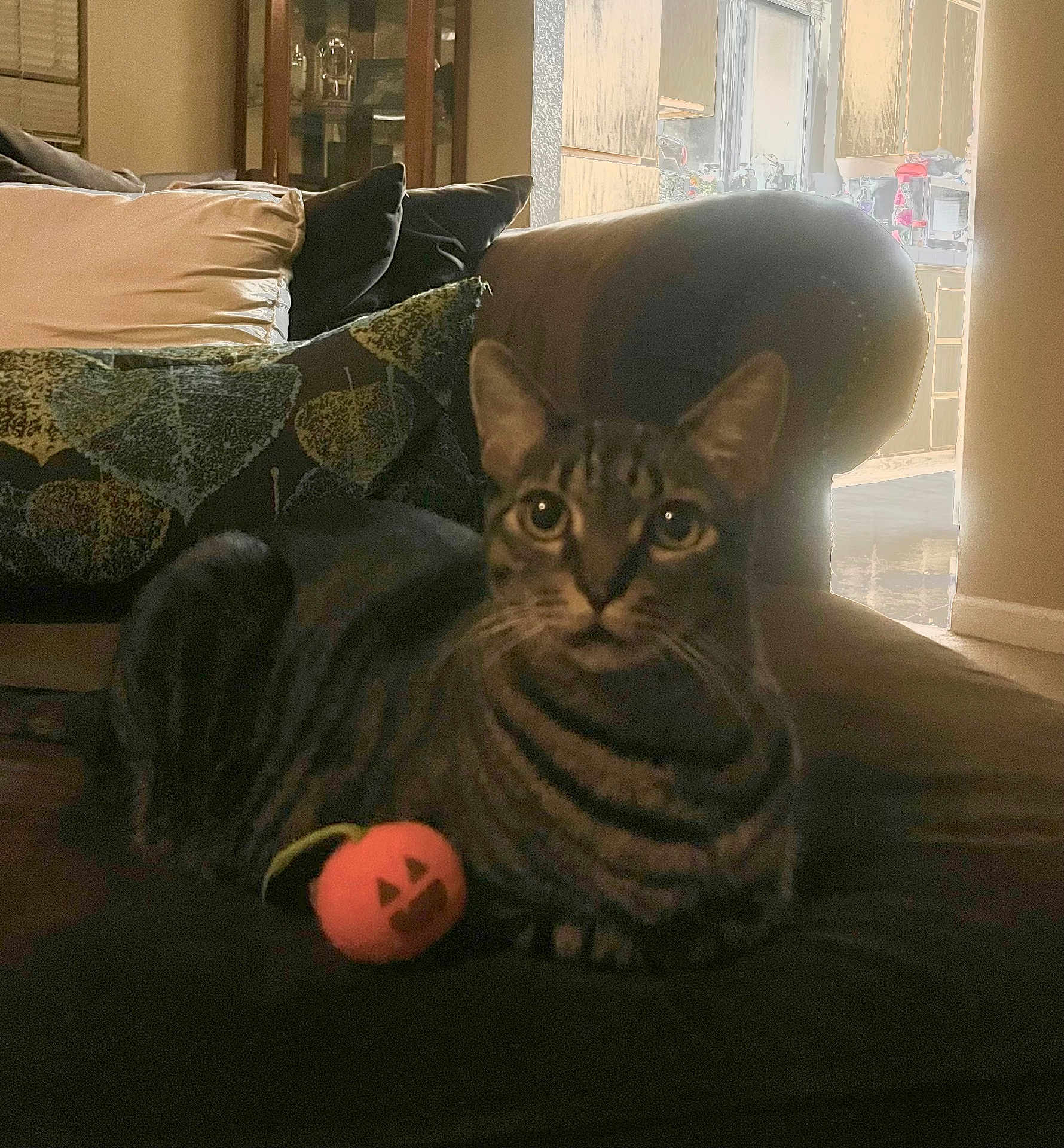 Kia is registered to the contest to win money with this photo: cat, tabby_cat, pet, indoor, couch, pillow, toy, pumpkin, living_room, window, furniture, striped, animal, mammal, cute, domestic_animal, relaxing, home, cozy, curious