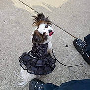 Lily joined the competition — help win amazing prizes! dog, pet, small_dog, black_dress, ruffles, pearl_accessory, leash, sidewalk, concrete, shoes, footwear, black_shoes, casual, playful, tongue_out, looking_up, outdoor, cute, animal, walking