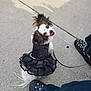 dog, pet, small_dog, black_dress, ruffles, pearl_accessory, leash, sidewalk, concrete, shoes, footwear, black_shoes, casual, playful, tongue_out, looking_up, outdoor, cute, animal, walking