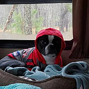 Ike is registered to the contest to win money with this photo: dog, hoodie, pet_bed, blanket, window, curtain, indoor, cozy, black_and_white_dog, apparel, resting, canine, rainy_weather, forest_view, animal, portrait, cute, domestic_animal, casual, relaxed