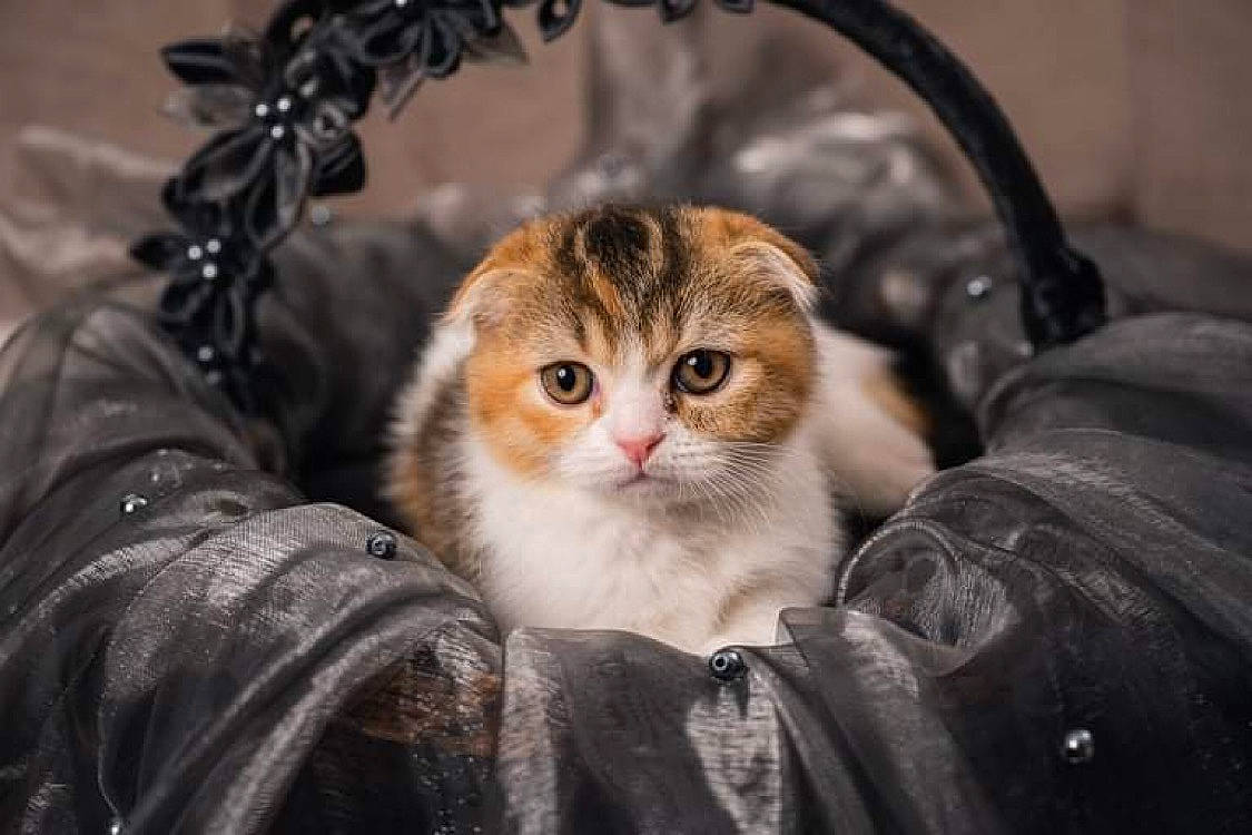 Lili is registered to the contest to win money with this photo: carnivore, cat, comfort, domestic_short_haired_cat, eye, fawn, felidae, fur, grass, paw, plant, sitting, small_to_medium_sized_cats, snout, tree, whiskers, window, winter, wood