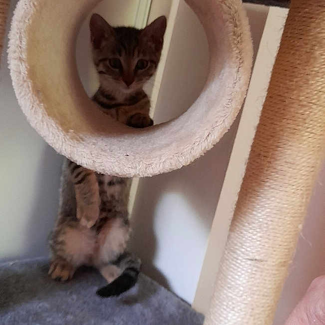 Freya a rejoint le concours — aidez-le/la à gagner de superbes lots ! abyssinian, animal, architecture, building, cat, face, flower, head, indoors, kitten, manx, outdoors, person, pet, photography, plant, portrait, pottedplant, shelter, wood