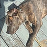Ace joined the competition — help win amazing prizes! animal, brindle, canine, chain, close_up, collar, daylight, dog, ear, floor, laying_down, outdoor, paw, pet, relaxed, shadow, snout, sunlight, texture, wooden_deck