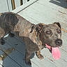 animal, brick_wall, brindle, canine, chain_collar, collar, daylight, dog, fence, friendly, happy, looking_up, mammal, outdoor, pet, playful, shadow, sunlight, tongue_out, wooden_deck