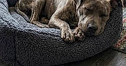 Ace is registered to the contest to win money with this photo: animal, bed, brindle, carpet, comfortable, cozy, cute, dog, dog_bed, ears, fur, home, indoor, nap, paw, pet, relaxation, resting, sleeping, wooden_floor