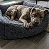 animal, bed, brindle, carpet, comfortable, cozy, cute, dog, dog_bed, ears, fur, home, indoor, nap, paw, pet, relaxation, resting, sleeping, wooden_floor