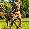 active, animal, canine, daytime, dog, ears_up, energetic, focus, grass, greenery, happy, nature, outdoor, park, pet, playful, rope_toy, running, sunny, toy