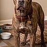 Ace joined the competition — help win amazing prizes! alert, animal, bone_tag, brindle, brown, canine, collar, dog, domestic, ears, eyes, floor, food_bowl, furniture, indoor, pet, portrait, rug, standing, water_bowl