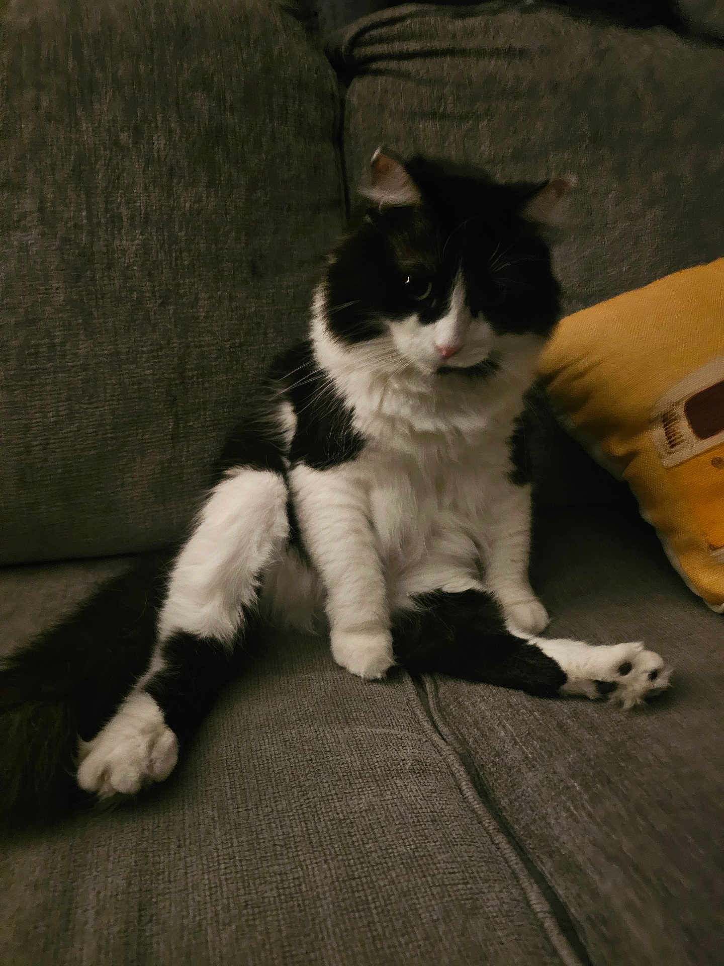 Fluffy is registered to the contest to win money with this photo: cat, black_and_white, fluffy, sitting, couch, gray, pillow, yellow, indoor, pet, relaxed, feline, fur, whiskers, animal, domestic, cute, cozy, home, living_room