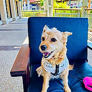 Molly joined the competition — help win amazing prizes! dog, small_dog, scruffy_fur, blue_chair, white_shirt, pink_collar, outdoors, shopping_area, sunny, happy, pet, leash, seat, cushion, retail, smiling, canine, animal, daytime, fence