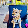 dog, small_dog, scruffy_fur, blue_chair, white_shirt, pink_collar, outdoors, shopping_area, sunny, happy, pet, leash, seat, cushion, retail, smiling, canine, animal, daytime, fence