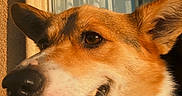Belly is registered to the contest to win money with this photo: animal, canine, closeup, collar, corgi, curtains, daylight, dog, ears, face, fur, happy, house, leash, outdoor, pet, portrait, smiling, sunlight, window