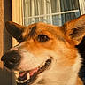 animal, canine, closeup, collar, corgi, curtains, daylight, dog, ears, face, fur, happy, house, leash, outdoor, pet, portrait, smiling, sunlight, window