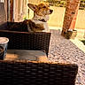 Belly is registered to the contest to win money with this photo: animal, brick_pillar, collar, corgi, cup, daylight, dog, fence, fur, outdoor, patio, pet, plant, potted_plant, relaxed, shadow, side_view, sunny, table, wicker_chair