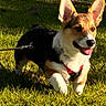 Belly is registered to the contest to win money with this photo: animal, canine, corgi, daytime, dog, ears, fur, grass, happy, leash, muzzle, nature, outdoor, pet, playful, puppy, smiling, sunlight, tongue, walking